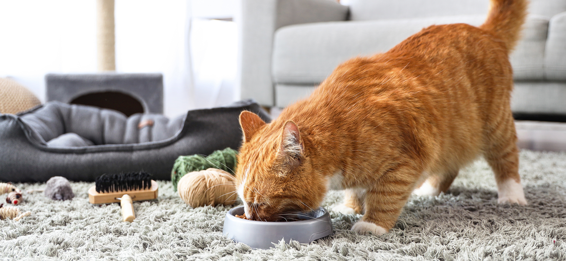 alimento para un gato exigente